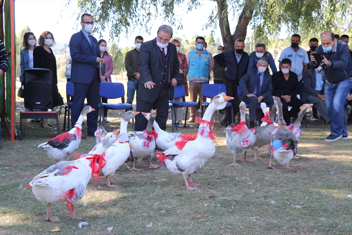 Kütahya'da "En Güzel Kaz Yarışması" düzenlendi