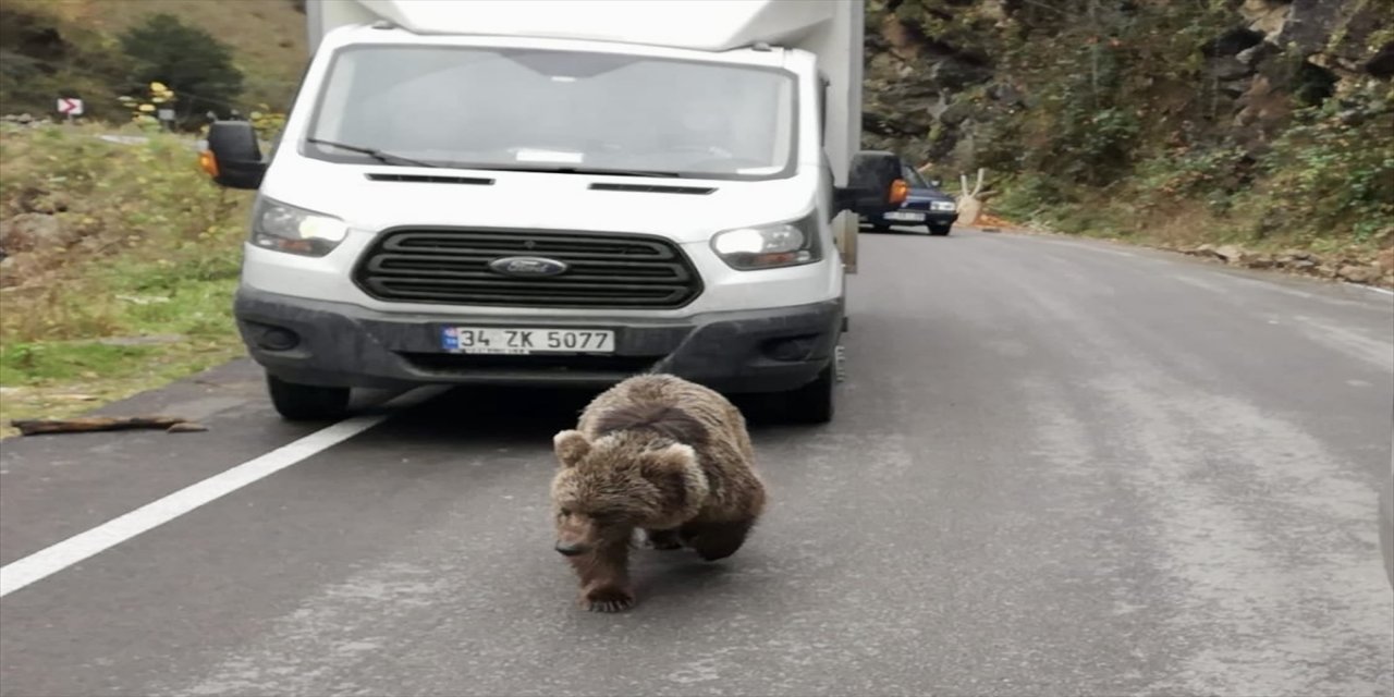 Trabzon'da kara yoluna inen yavru ayı kameralara yansıdı