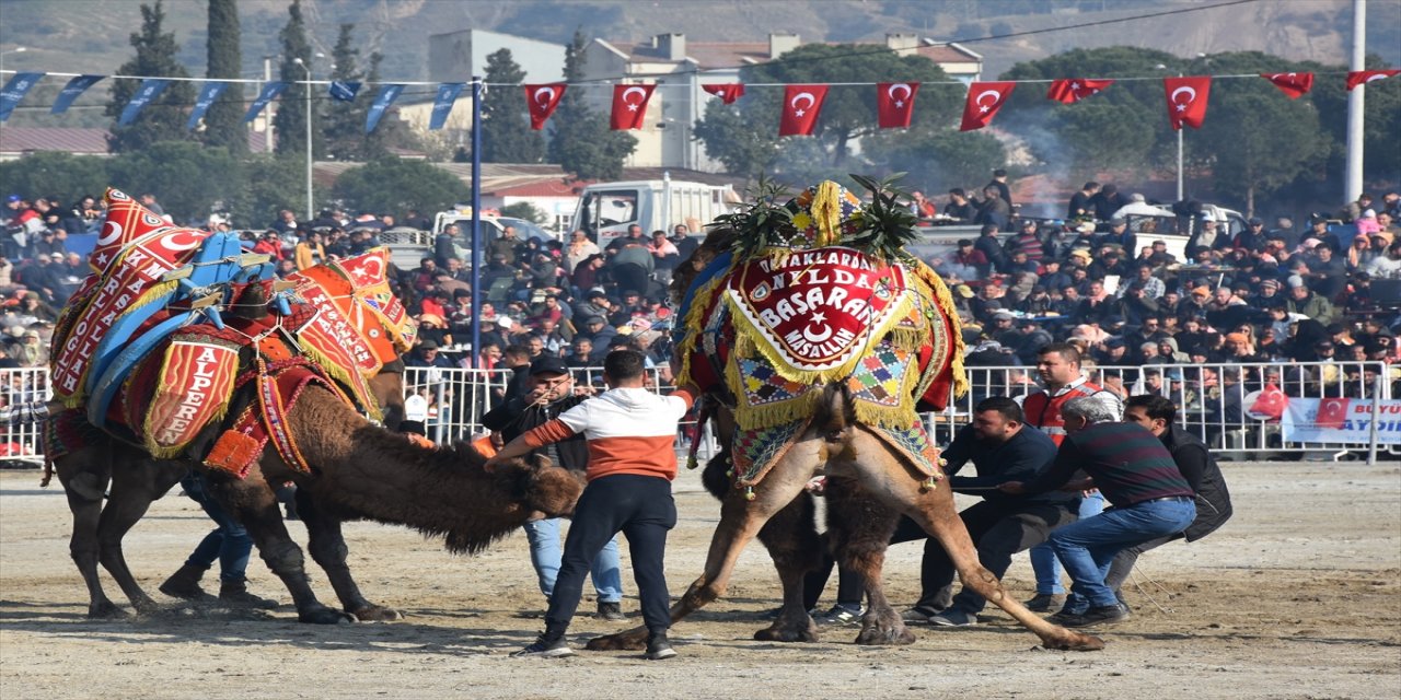 Aydın'da deve güreşi festivali düzenlendi