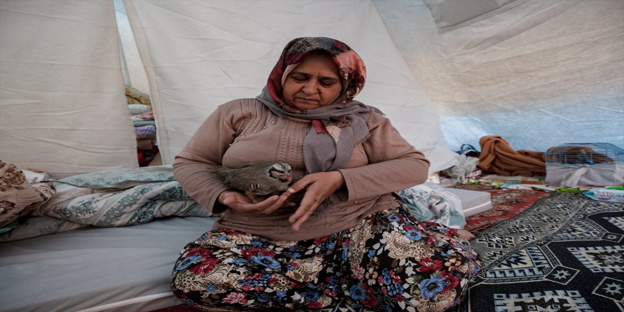 Çadıra yerleşen depremzede aile, kekliklerini de unutmadı