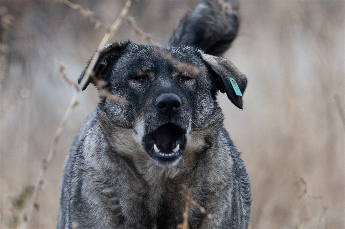 Ankara'da köpek saldırısında ağır yaralanan çocuğun babası AA'ya konuştu