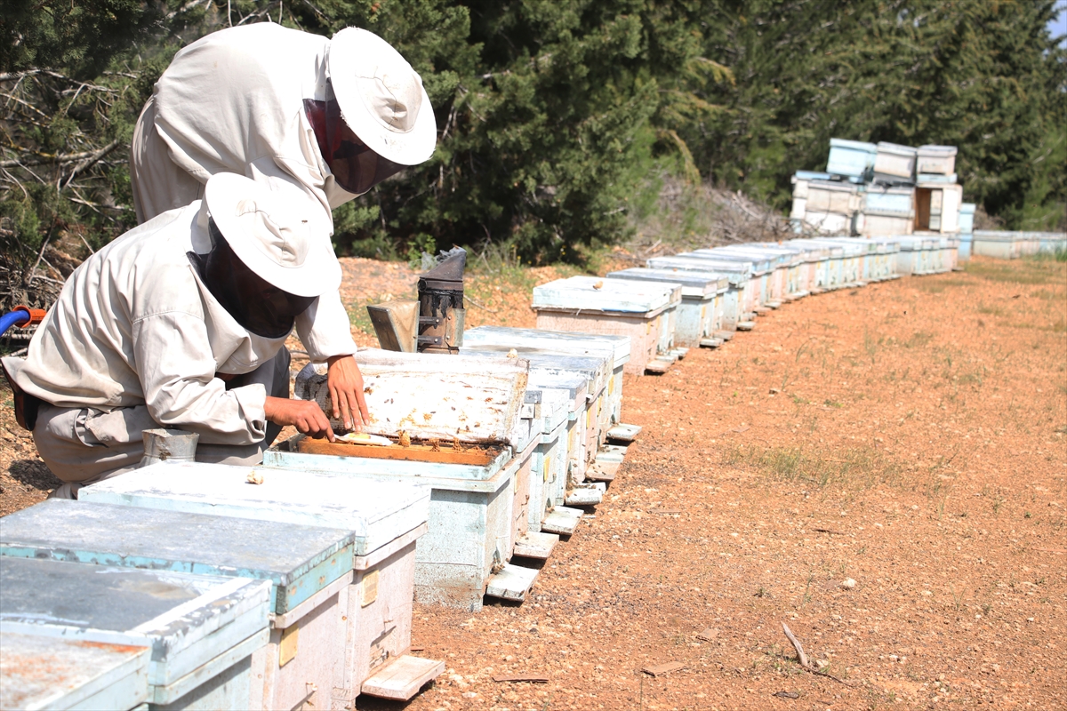 Olumsuz mevsim koşulları ve tarım ilaçları bal üretimini azaltıyor