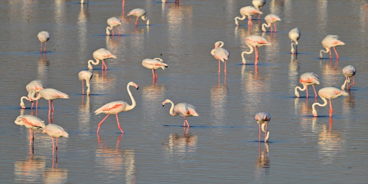 Türkiye'de gözlemlenen 500 kuş türünden 225'inin fotoğraflandığı Niğde'deki Akkaya Barajı gölü, flamingoları da konuk ediyor.