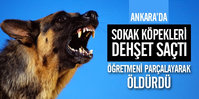 Ankara'da bir öğretmeni parçalayarak öldürdü